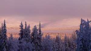 Pallastunturi. Wikimedia Commons: Simo Räsänen
