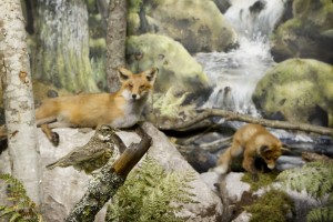 Tampereen luonnontieteellsessä museossa kohtaat mm. kettuperheen, suden ja hirven. (Kuva Reetta Tervakangas.)